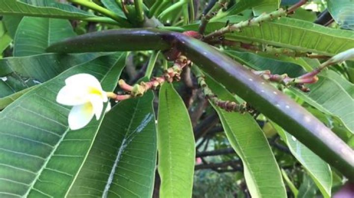 Do frangipanis have seed pods?