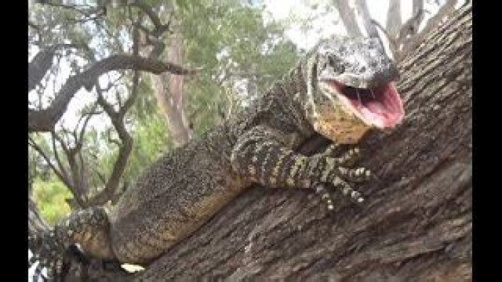 Do goannas have teeth?