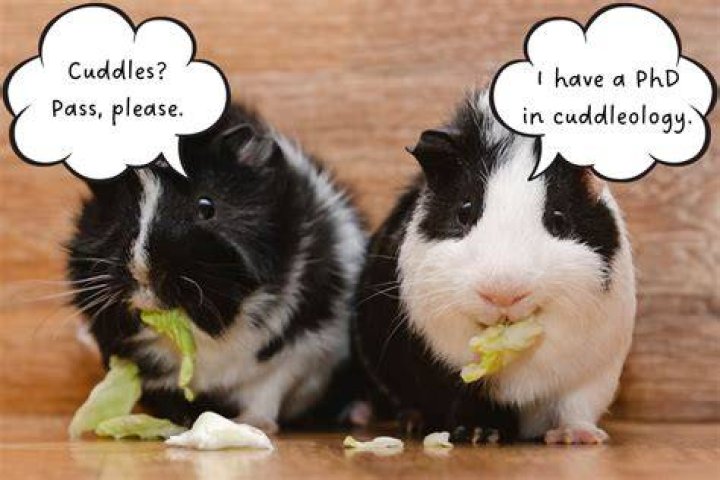 Do guinea pigs like to cuddle?