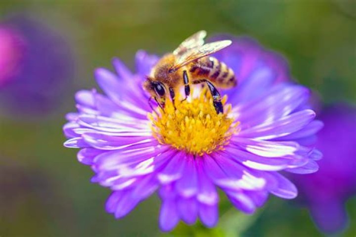 Do honey bees like thistle?