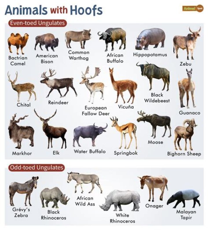 Do hoofed animals eat meat?