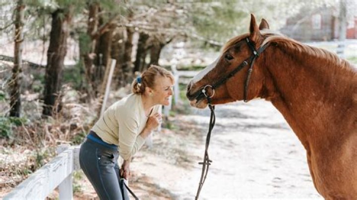 Do horses understand humans?