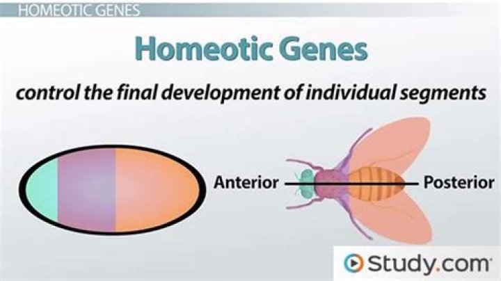 Do hox genes mutate?