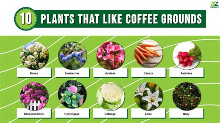 Do hoyas like coffee grounds?