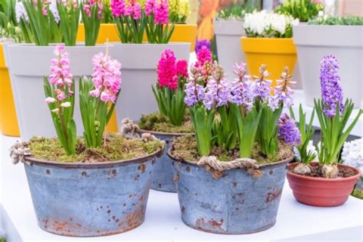 Do hyacinth grow back?