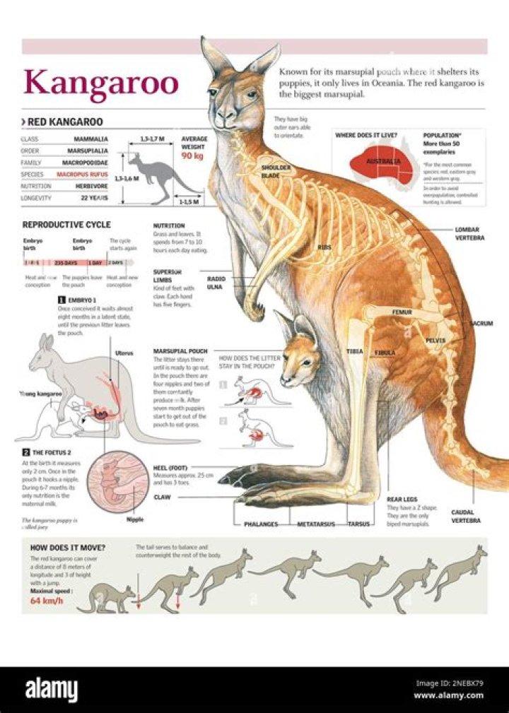 Do kangaroos have spinal cords?