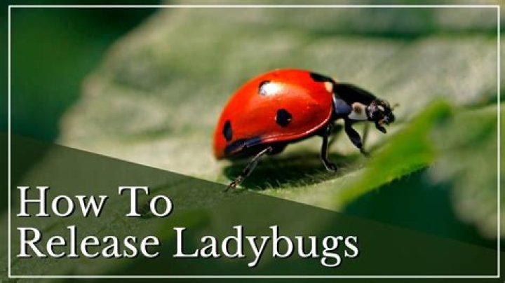 Do ladybugs help with gnats?