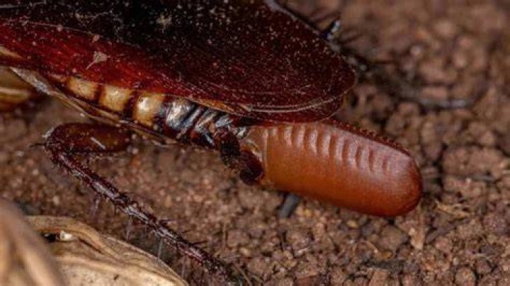 Do larvae lay eggs?
