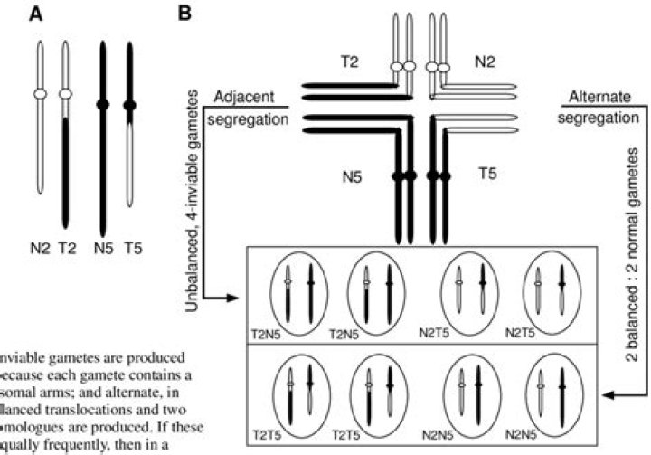 Do linked genes cosegregate?