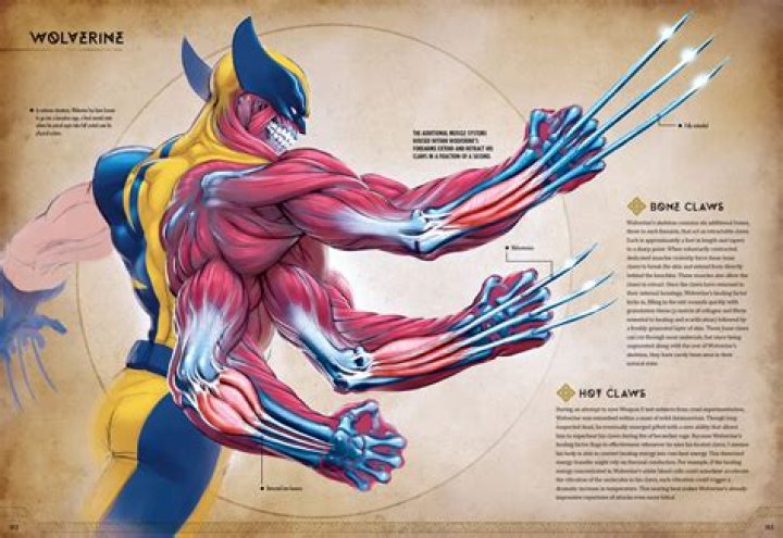 Do logan's claws grow back?