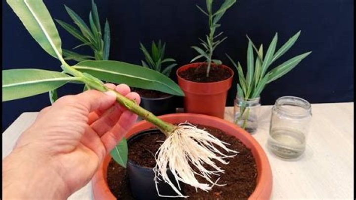 Do oleanders have invasive roots?
