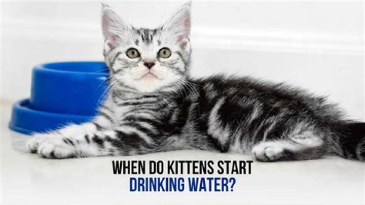 Do orphaned kittens need water?