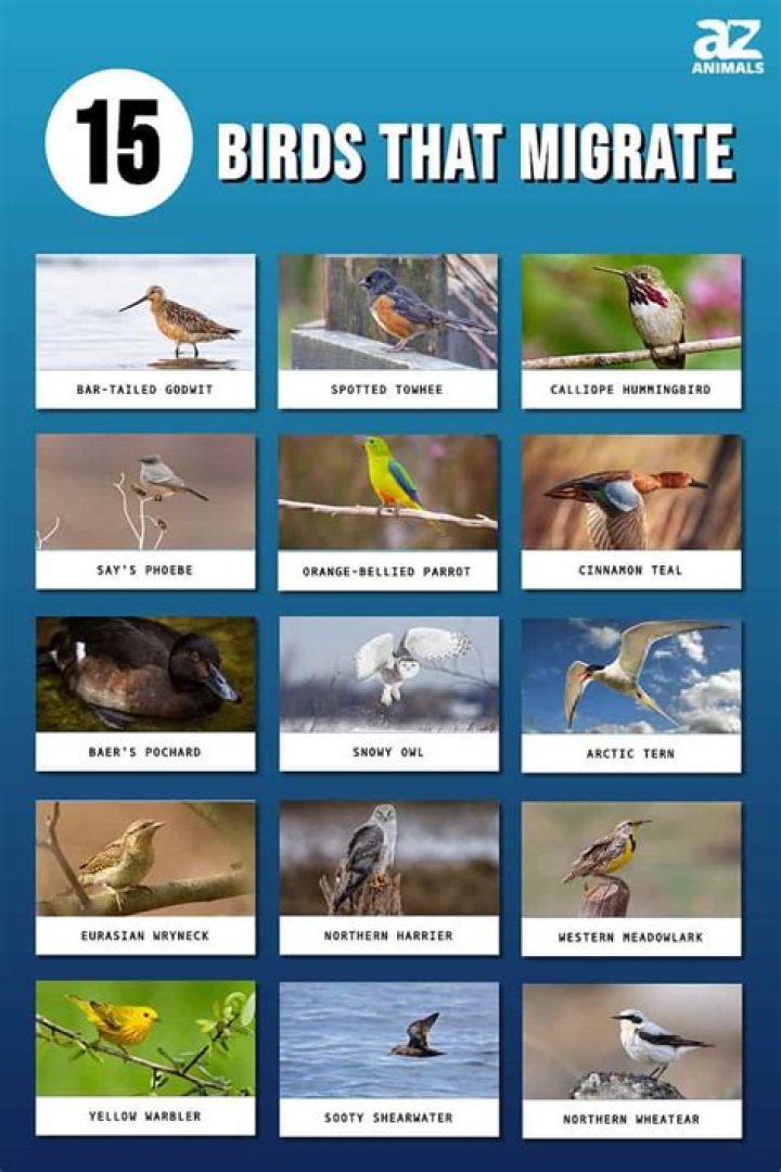 Do oven birds migrate?