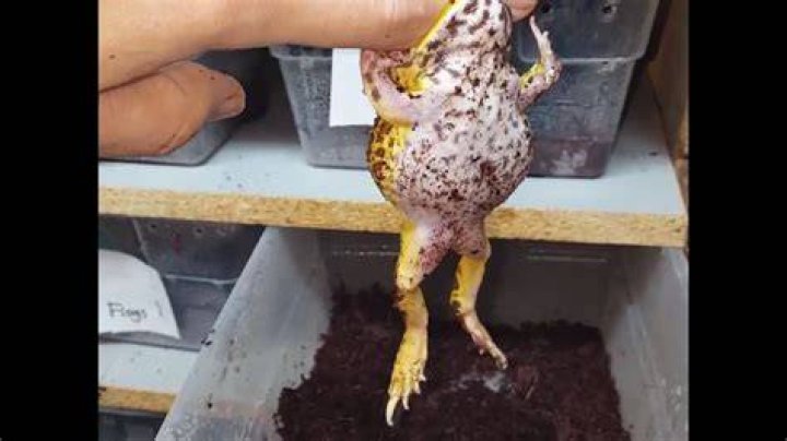 Do pacman frog bites hurt?