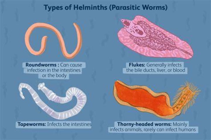 Do parasitic flatworms have tegument?