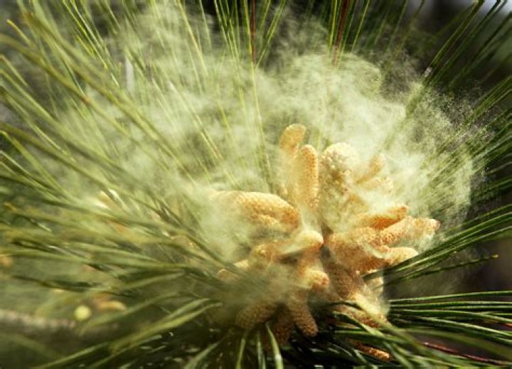 Do pine trees have pollen?