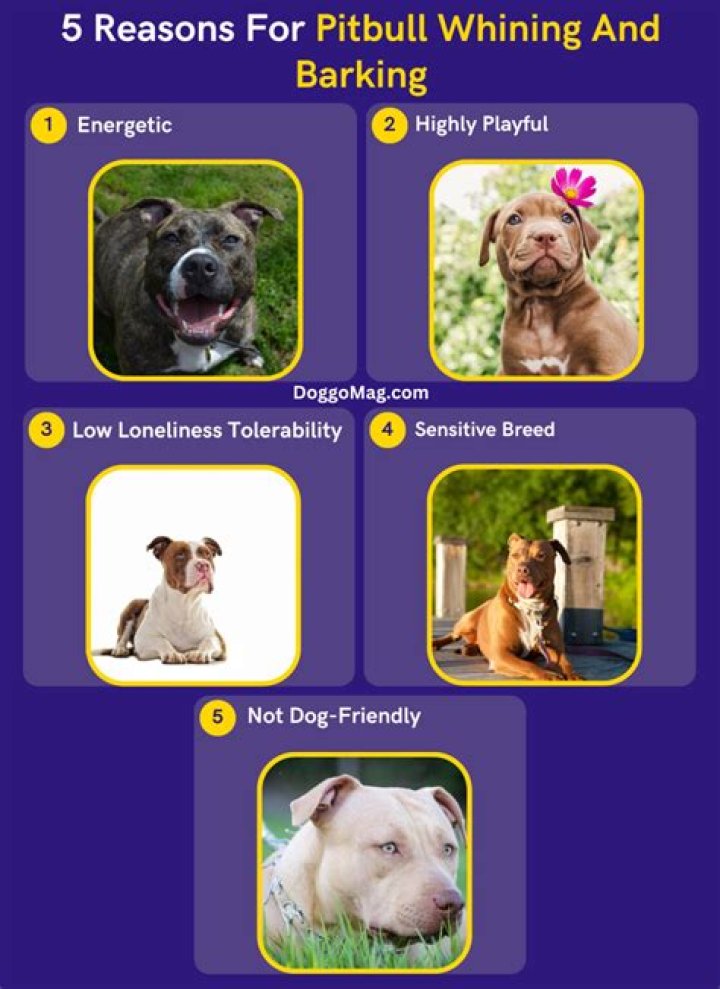 Do pitbulls bark alot?