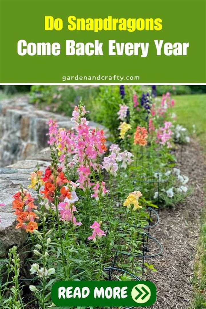 Do platycodon come back every year?