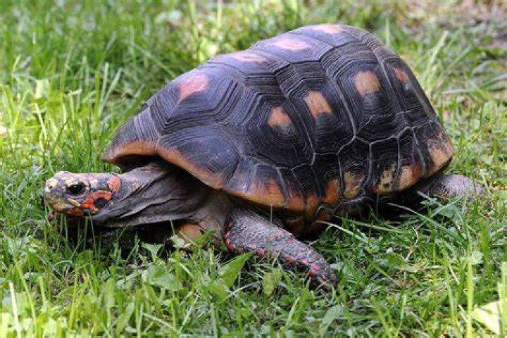 Do red footed tortoises need light?