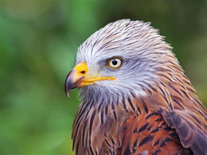 Do red kites eat snakes?