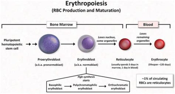 Do reticulocytes have ribosomes?