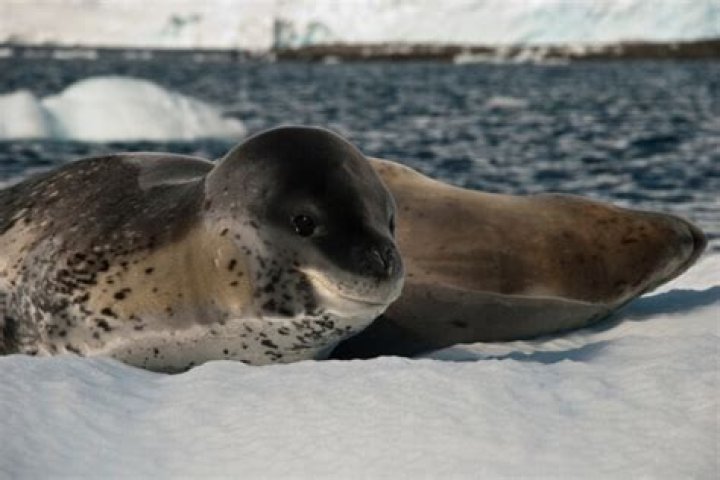 Do ringed seals eat penguins?