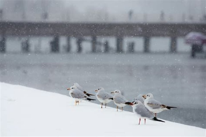 Do seagulls get cold?