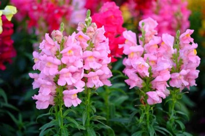 Do snapdragons self sow?