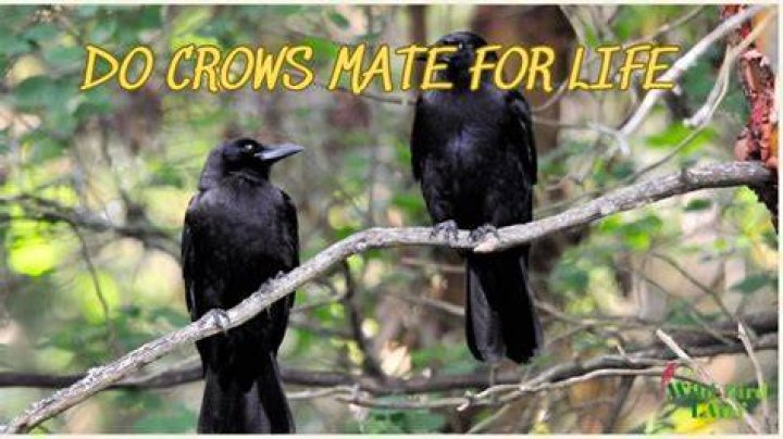 Do tuis mate for life?
