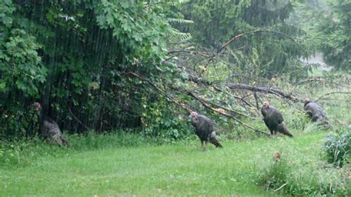 Do turkeys move in the rain?
