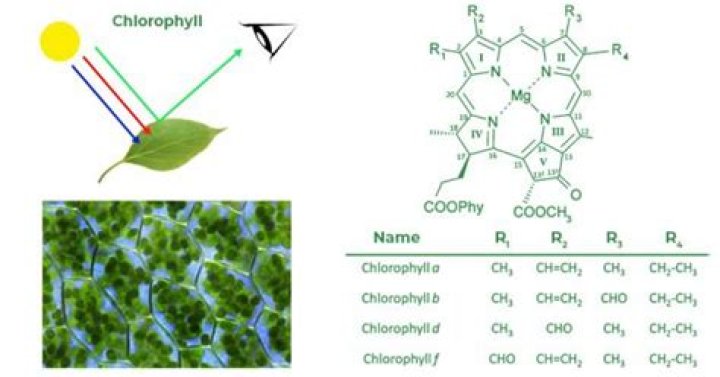 Do variegated leaves contain chlorophyll?