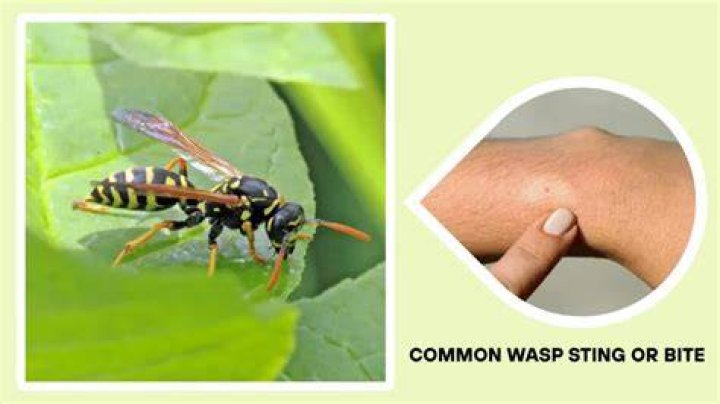 Do wasps sting you on purpose?