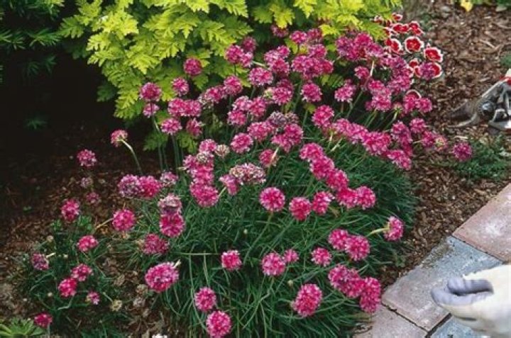 Do you deadhead armeria?
