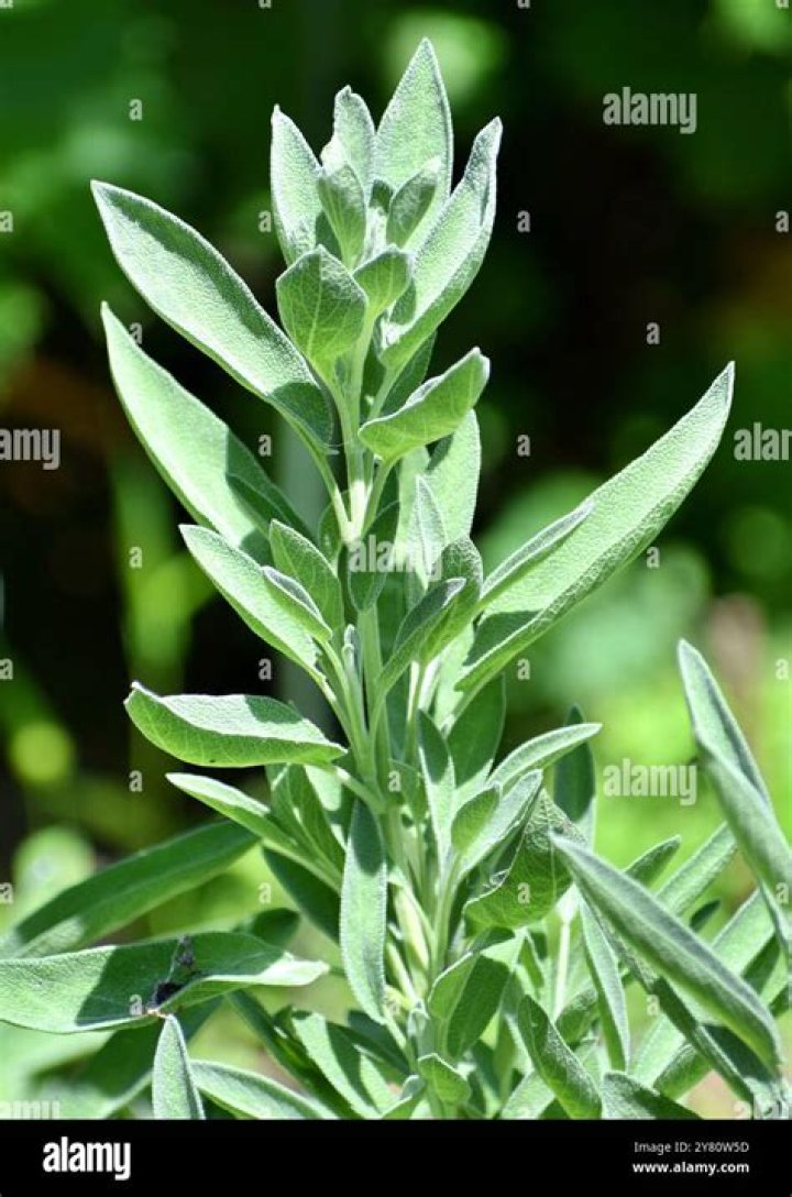 Do you grow broadleaf sage?