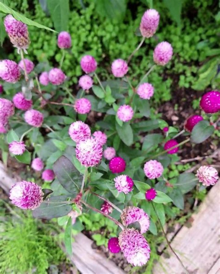 Do you pinch gomphrena?