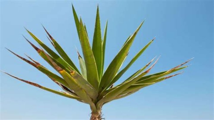 Do yuccas need sun?