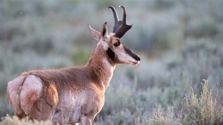 Does a buck have horns?