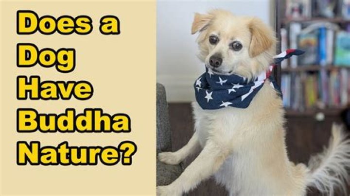 Does a dog have buddha nature?