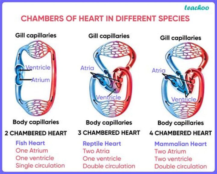 Does a fish have a 4 chambered heart?