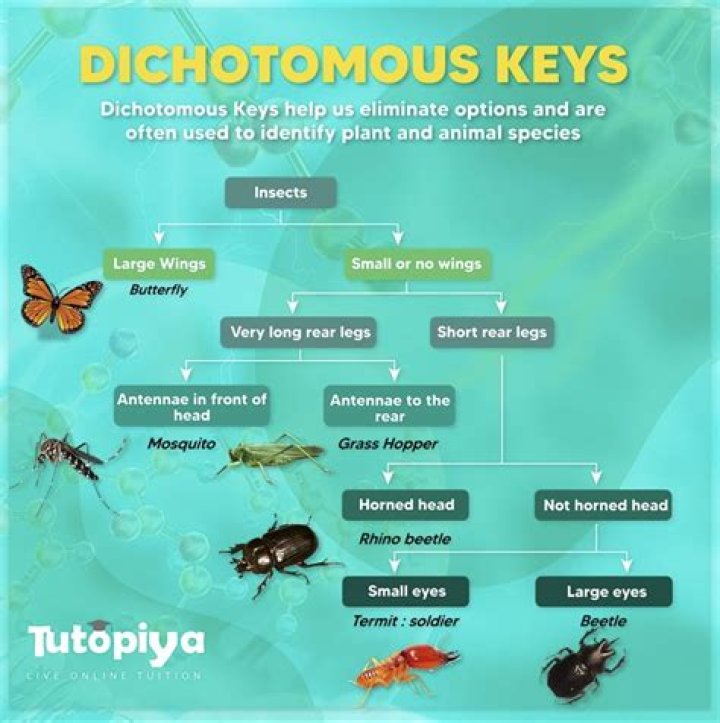 Does a key have to be dichotomous?