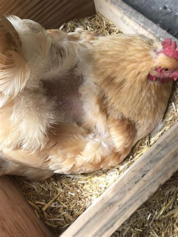 Does a rooster roost?