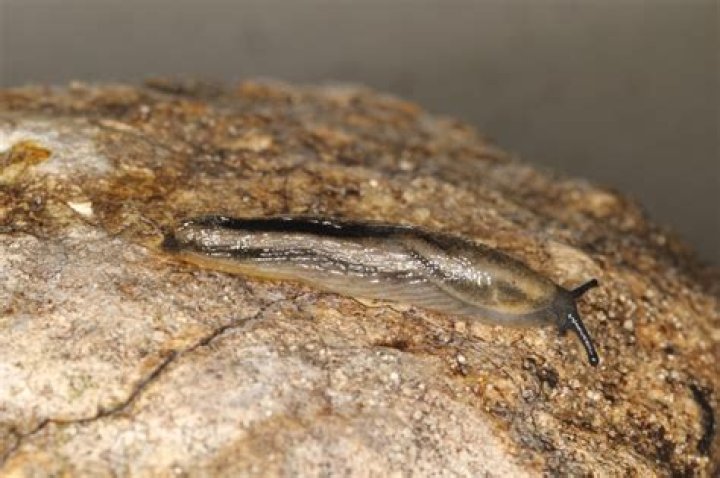 Does a slug have a shell?