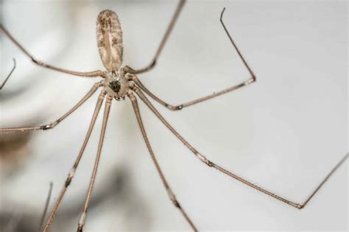 Does a spider have cerci?