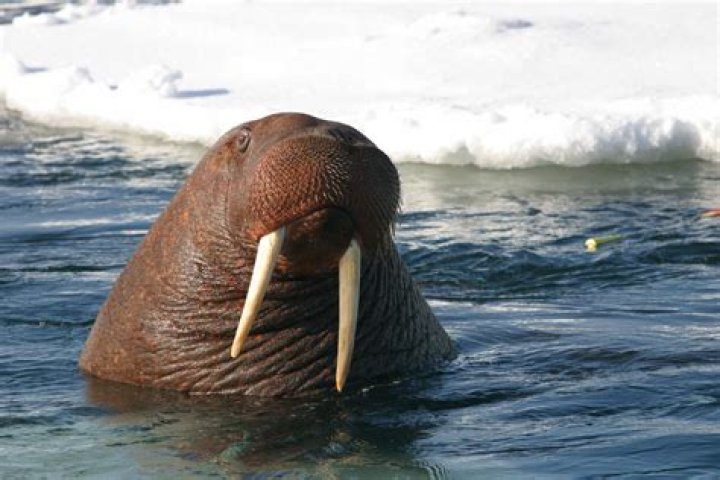 Does a walrus swim?