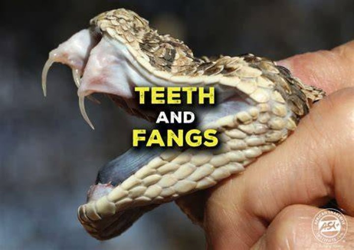 Does all snakes have fangs?