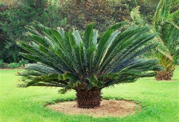Does australia have cycads?