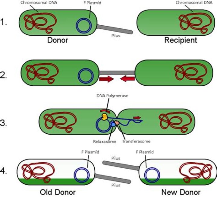 Does conjugation require f pilus?