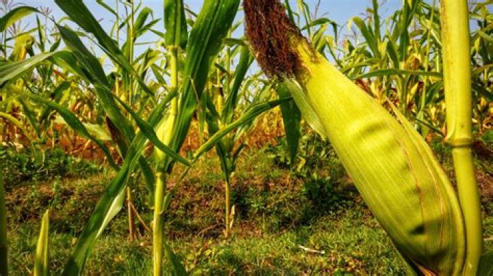 Does corn get broken down?