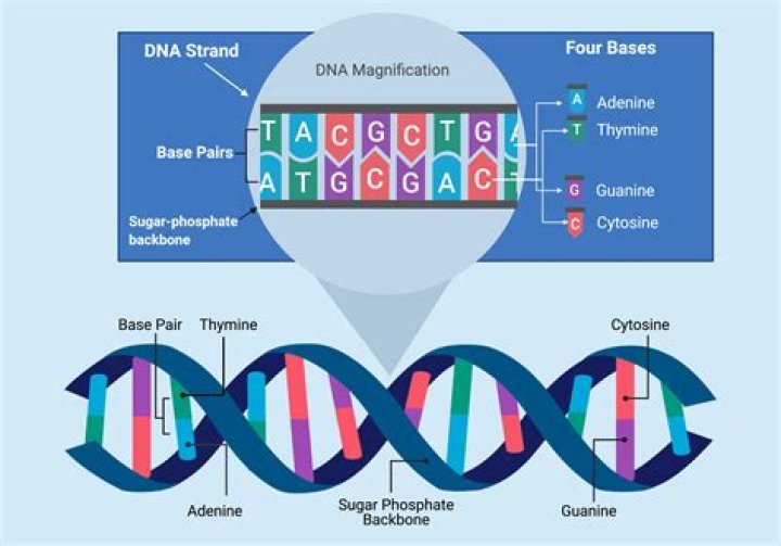 Does dna have enzymatic activity?