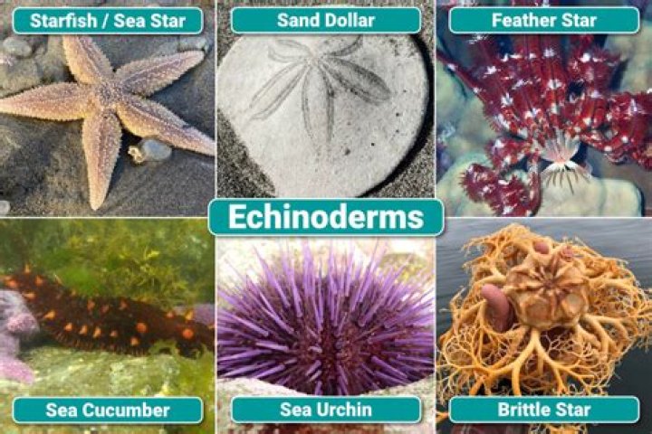 Does echinoderms have coelom?